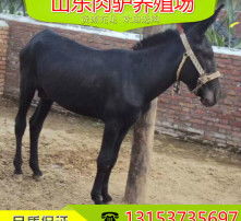 高清視界，智啟未來——驢派科技重塑影像新標(biāo)桿